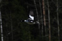 /album/kuvagalleria/img-2694-jpg/